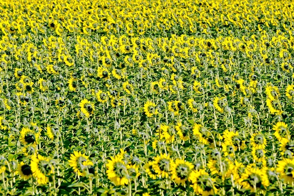 Field of sunflower — Stock Photo, Image
