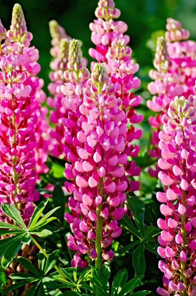 Lupin rosa com folhas verdes — Fotografia de Stock