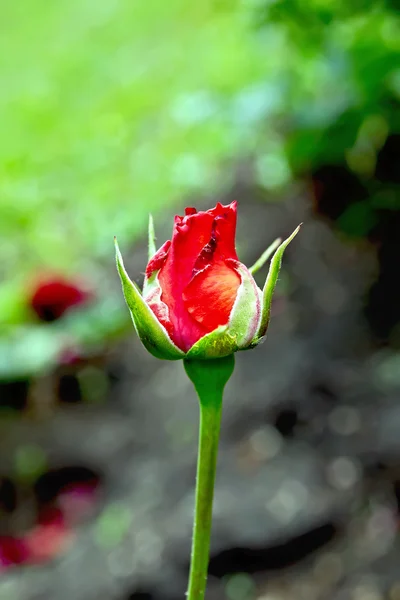 A floresta de verão — Fotografia de Stock