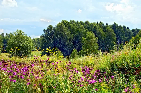 Sommaren skogen — Stockfoto