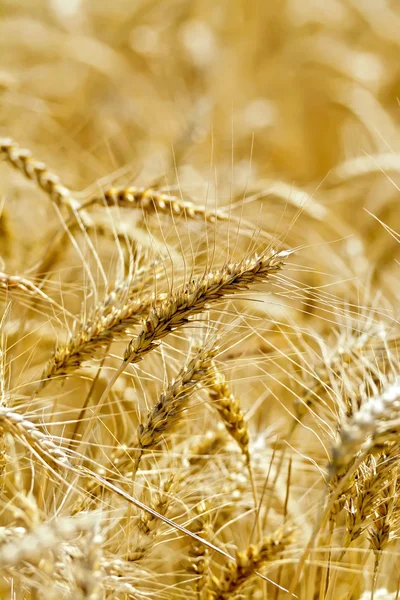 Bread ripe yellow ears on the field — Stock Photo, Image