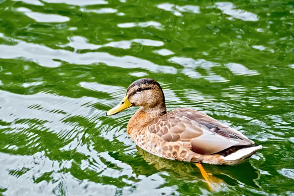 Duck wild on the green water — Stock Photo, Image