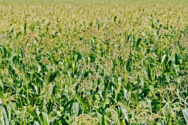 Güneşli bir gün tarlasında