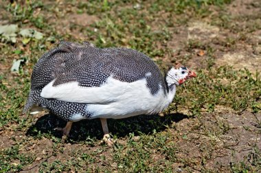 Çimenlerin üzerinde domuz güveci
