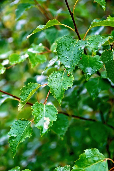 Feuilles de bouleau vert sur fond feuillage — Photo