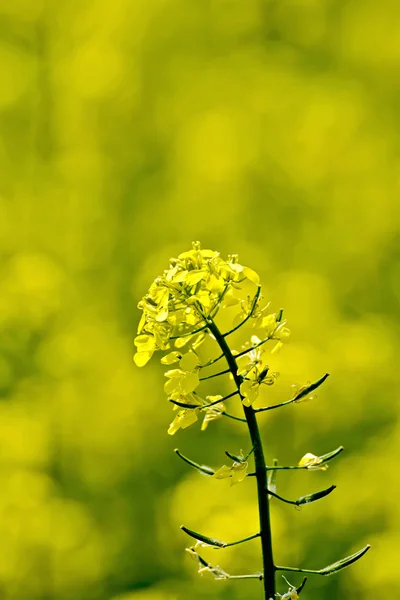 Colza Blume auf gelbem Feld — Stockfoto