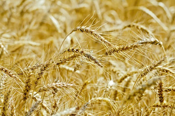 Brot gelbe Stacheln auf dem Feld — Stockfoto