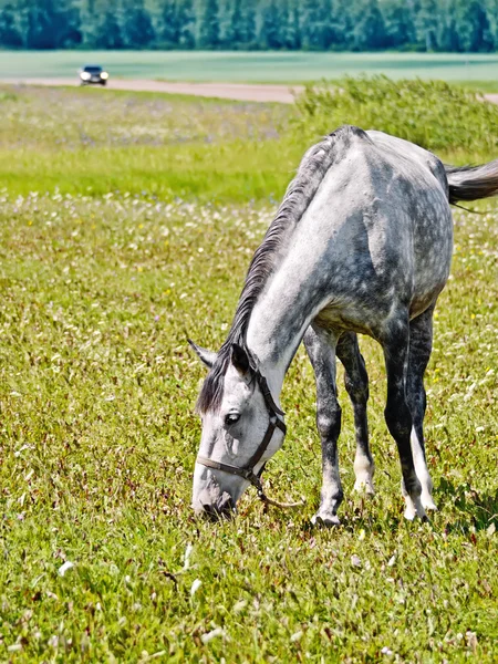 Caballo gris pastando en el prado — Foto de Stock