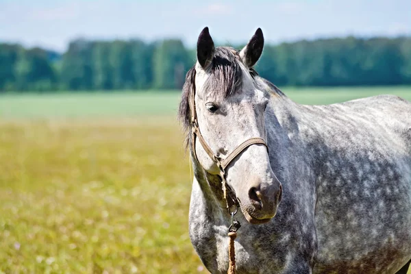 Cavalo cinza no prado — Fotografia de Stock