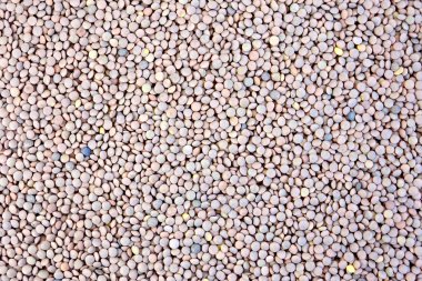 Mercimek kahverengi doku