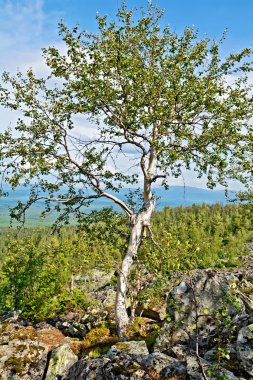 Bir dağın tepesinde huş ağacı