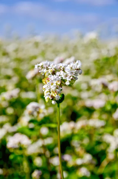 Buckwheat blooming against the sky — Stock Photo, Image