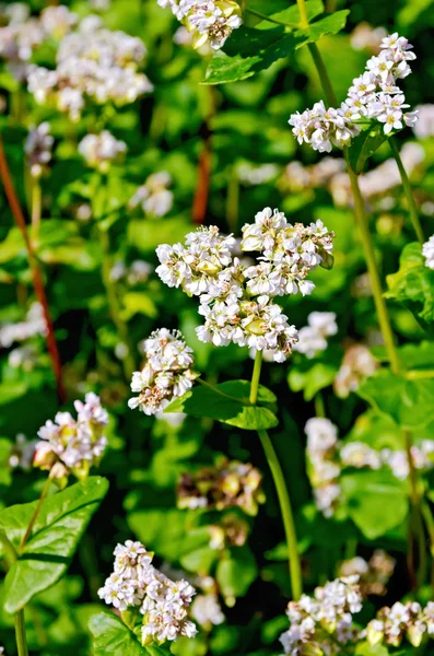 Buckwheat blossoms on background of leaves — Stock Photo, Image