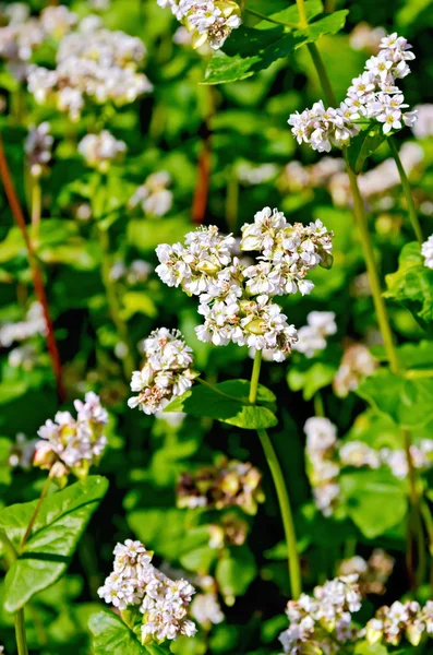 Le sarrasin fleurit sur le fond des feuilles — Photo