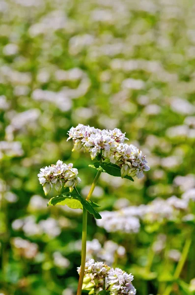 Hajdina virágok, a zöld mező — Stock Fotó