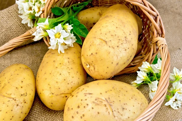 Amarelo de batata com cesta e flor no saque — Fotografia de Stock