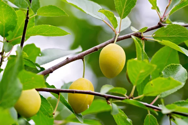 Plums yellow on branch — Stock Photo, Image