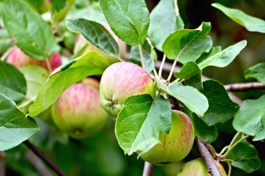 Elma kırmızı ve yeşil dalı