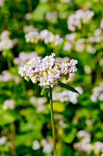 Buckwheat blossoms with green leaf — Stock Photo, Image