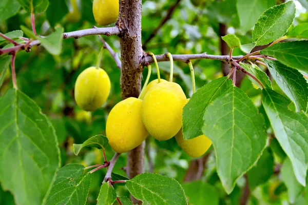 Plums yellow on branch with green leaves — Stock Photo, Image
