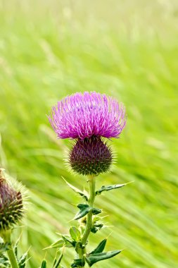 Çayır üzerinde çiçek açan thistle