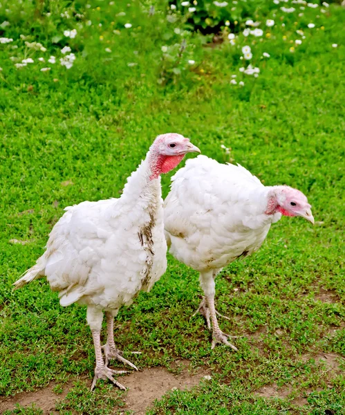 Turkey white on grass background — Stock Photo, Image