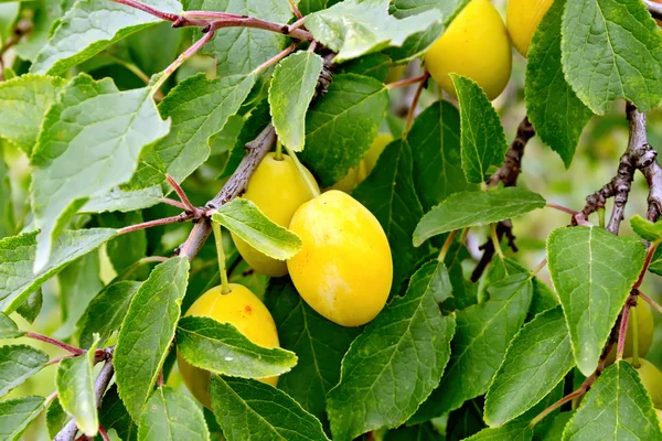 Ciruelas amarillas en rama con hojas —  Fotos de Stock