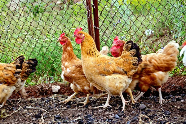 Brown chicken in pen with mesh — Stock Photo, Image