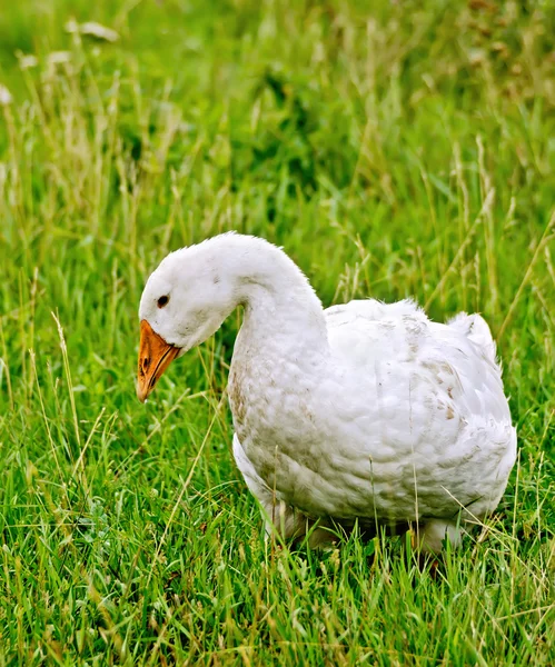 Oie blanche sur herbe — Photo