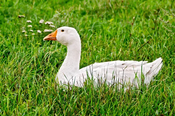 Oie blanche dans l'herbe — Photo