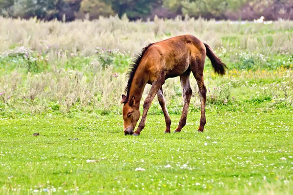 Foal marrón en el prado — Foto de Stock
