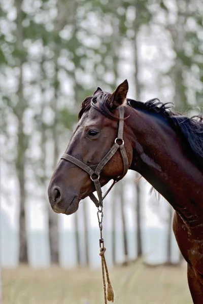 Caballo marrón oscuro —  Fotos de Stock