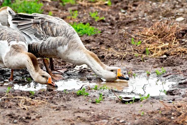 Geese gray imbibe from puddles — Stock Photo, Image