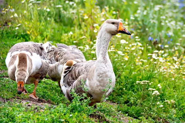 Geese gray on green grass — Stock Photo, Image