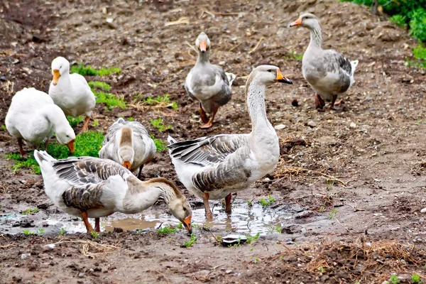 Geese gray on ground with puddle — Stock Photo, Image