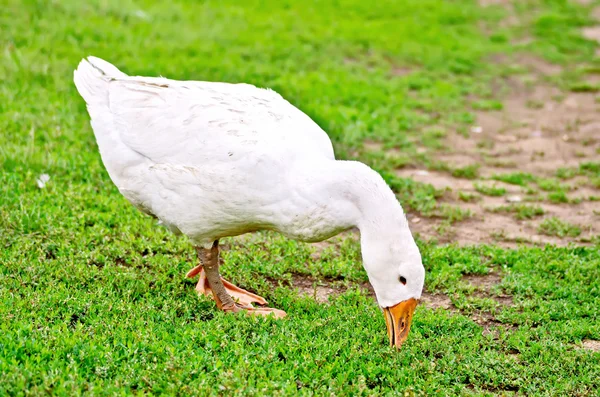 Goose white nips grass — Stock Photo, Image