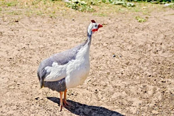 Galinha da Guiné na areia — Fotografia de Stock