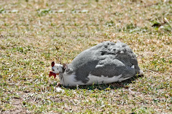 Guinea unggas duduk di rumput — Stok Foto