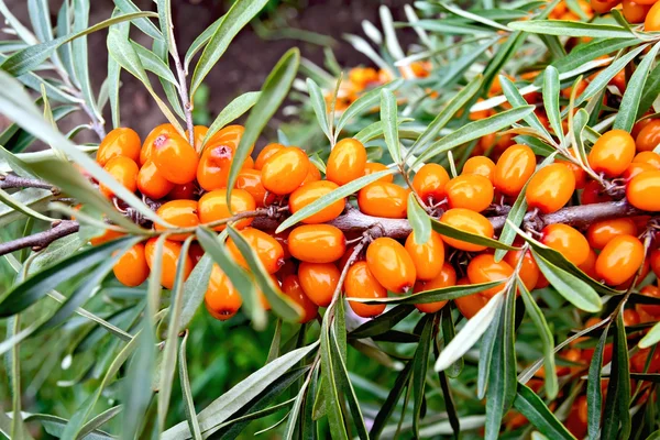 Arancio spinoso con foglie verdi sul ramo — Foto Stock
