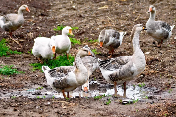 Geese gray on ground — Stock Photo, Image