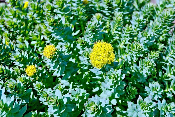Yeşil yaprakları ile çiçeklenme Rhodiola rosea