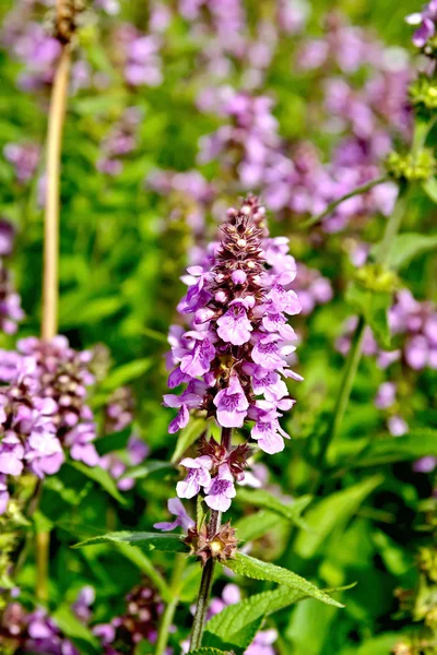 Stachys palustris — Fotografia de Stock