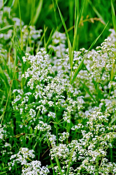 Stellaria white — Stock Photo, Image