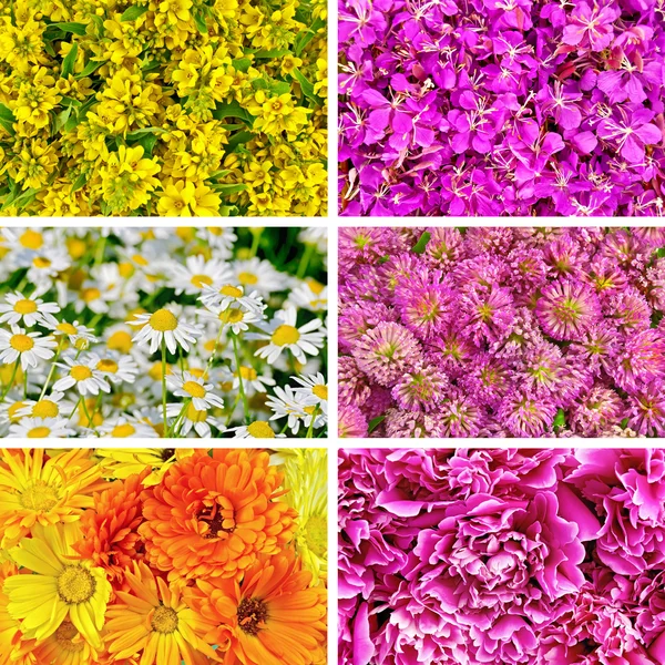 Набір текстур різних квітів — стокове фото