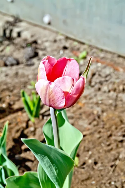 Tulipán růžové v zahradě — Stock fotografie