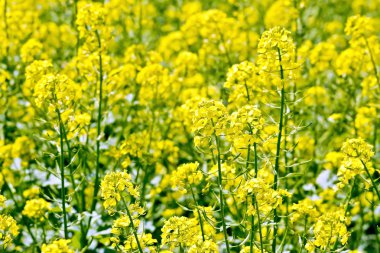 Kolza tohumu alan sarı