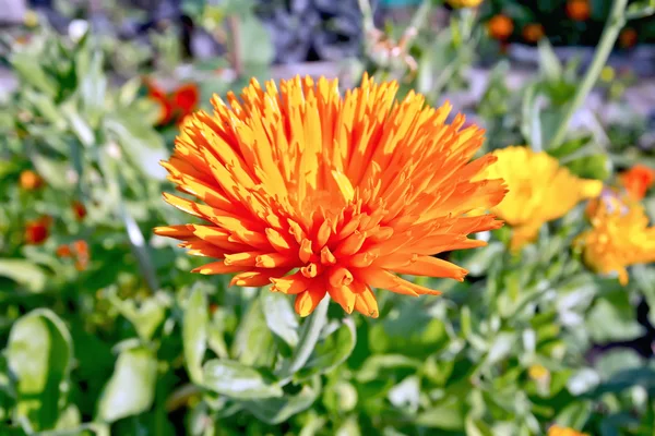 Calêndula laranja no jardim — Fotografia de Stock