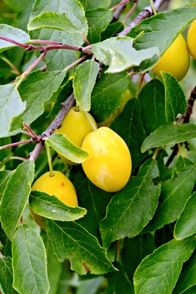Plums yellow on tree branch — Stock Photo, Image