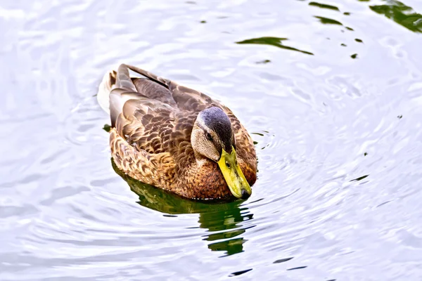 Duck wild in the pond water — Stock Photo, Image