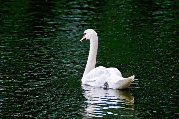 Swan white in green water — Stock Photo, Image